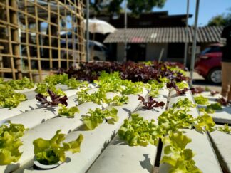 Hydrophonic Gardening of Plants