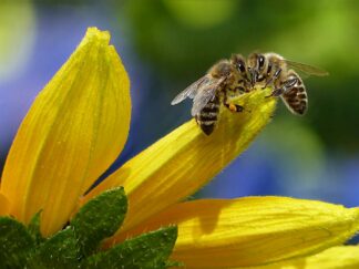 Bee Sipping Nectar on Flower during Daytime