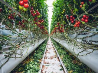 Red and Green Tomato Plants on Train Rail