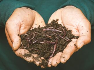 Earthworms on a Persons Hand